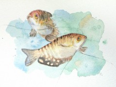 Ryby čichavci - originál, akvarel
