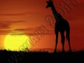 Fotografia, západ slunce, Afrika