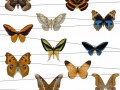 Butterflies 01