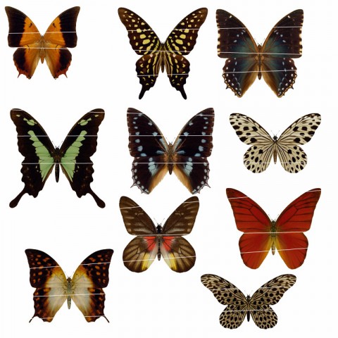Butterflies 03 motýl polštář tričko scrapbook nálepka nažehlovačka obtisk 