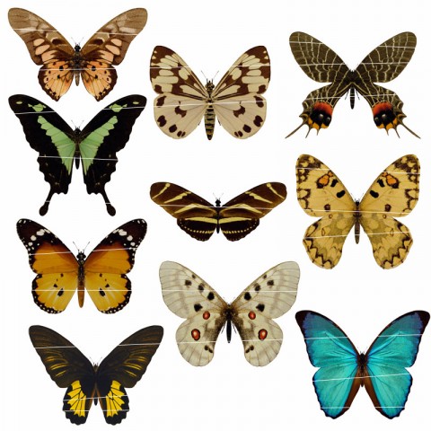 Butterflies 04 motýl polštář tričko scrapbook nálepka nažehlovačka obtisk 