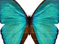 Butterflies 04
