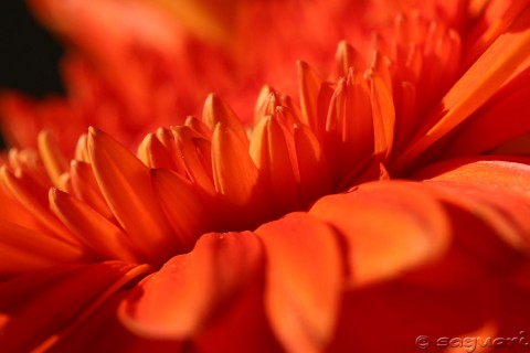 Fotografie, Oranžová gerbera fotografie květina oranžová gerbera 