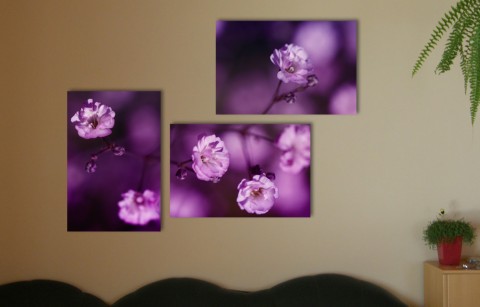 Foto - triptych - Fialový svet fotografie květina fialová triptych 