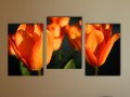 foto, triptych, oranžové tulipány