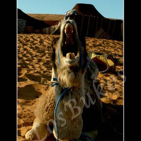 Zívající velbloud zvíře velbloud slunce afrika poušť písek maroko horko sucho dromedár tábor tep lo 