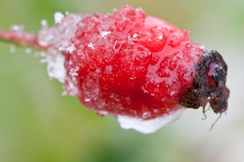 Pod vrstvou ledu fotografie slunečnice příroda makro 