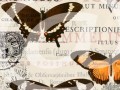 Tisk na grafickém papíře A4 -Motýli