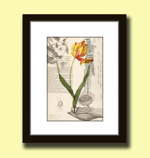 Tisk na grafickém papíře A4 Tulipán papír dekorace dárek květina obraz vánoce kniha svatba vintage žlutý tisk originál tulipán koláž grafika umění antik 19.století starý rytina inkoust botanika poštovní známka 