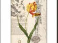 Tisk na grafickém papíře A4 Tulipán