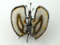 Motýlek (achát)