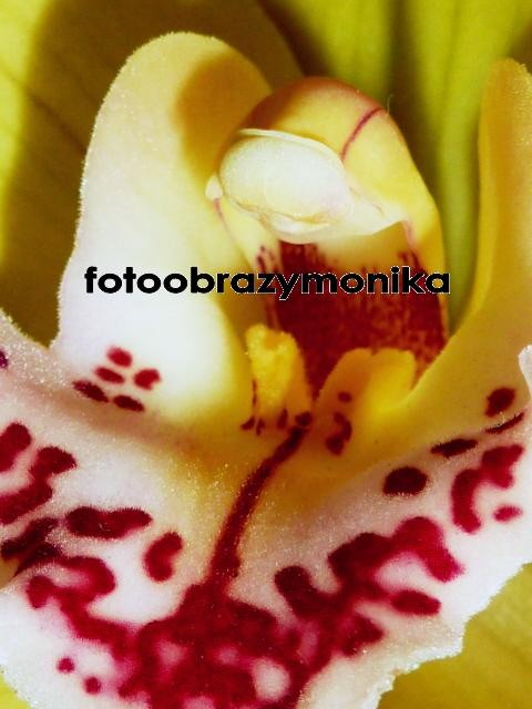 Srdce orchideje obrazy fotografie na plátně fotoobrazy 