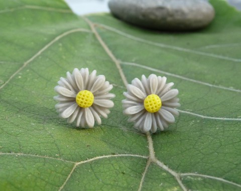 Sedmikráska - šedá květiny romantické kytka sedmikráska 