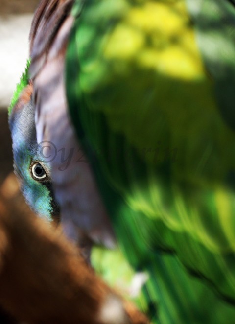 Im watching you! papoušek pozorovatel barvy pták  