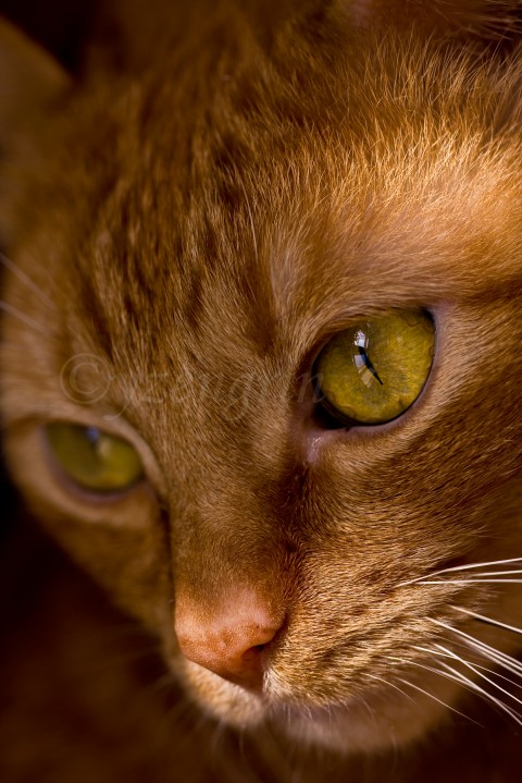 Oko, do kočičí duše okno... kočka kocour kočička zvíře šelma 