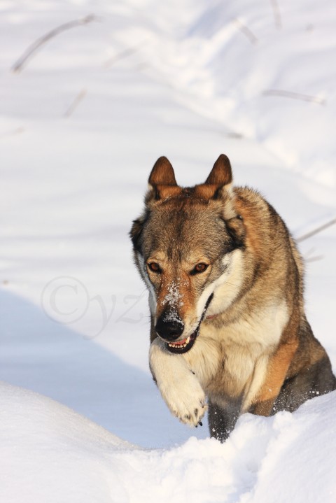 Wolfdog on the snow wolf wolfdog vlk vlčák pes zvíře 