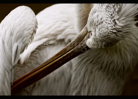 Care for wing pelikán peří pták voda zoo zvíře 