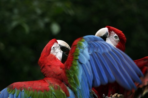 Parrots papoušek papoušci barvy pták ptá 