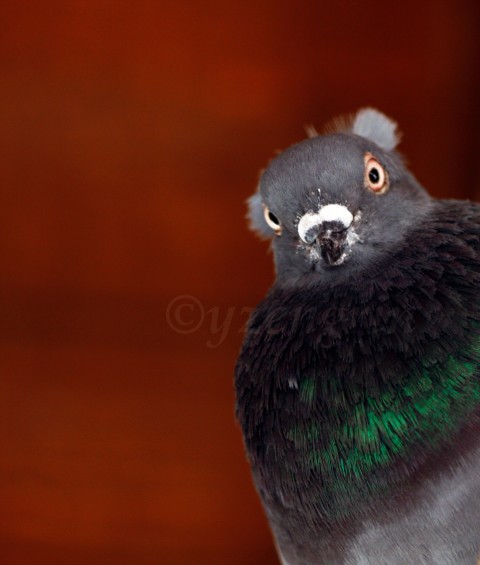 Dozorcův přísný pohled holub pták portrét dozorce fotka 