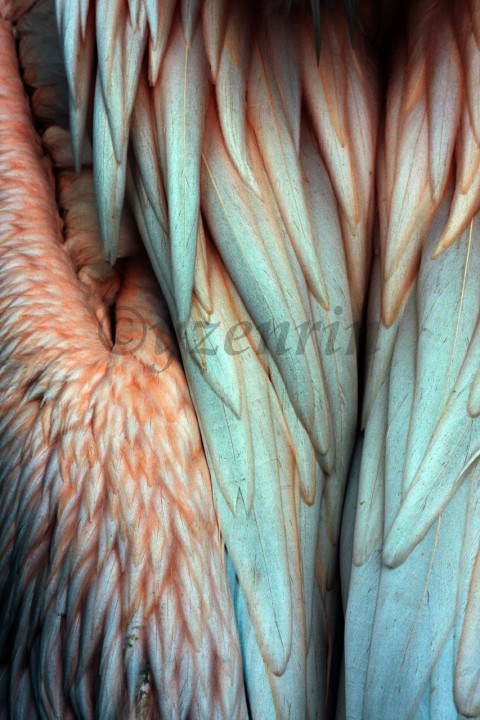 Structure of Plumage peří pelikán struktura textura s 