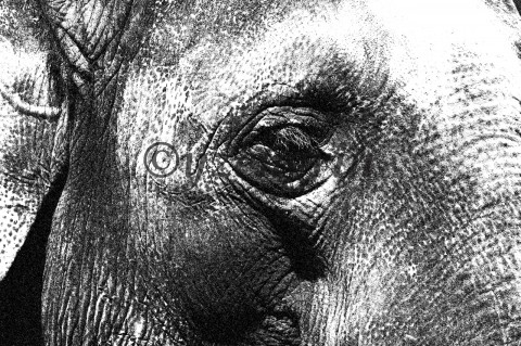 Elephants eye slon detail oko zvíře afrika čb  