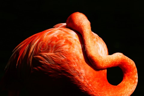 Sleeping II pták plameňák flamingo spáč peří 