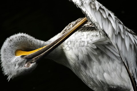 Important care pelikán peří pták voda zoo zvíře 