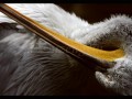 Pelican upside down