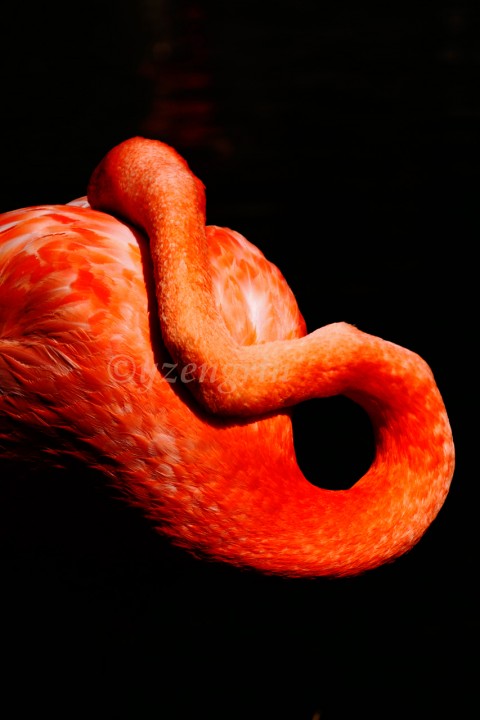 Sleeping pták plameňák flamingo spáč peří 