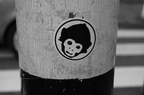 Monkey fotografie černobílá 