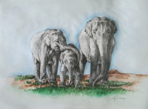 Sloni ze Sri Lanky zvířata slon sloni indie 