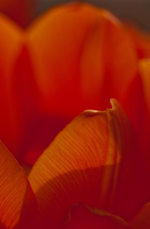 Druhá tulipánová červená jarní jaro abstrakce tulipán 