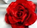 Jahodová růže.