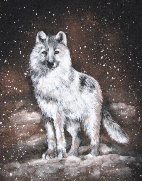 Polární noc, na objednávku zvíře sníh zima vlk příroda vlčí noc chlad temnota dravec polární kruh 