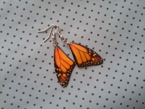Motýlí křídla - monarcha I. hmyz motýl letní motýlek butterfly zajímavé paví oko neobyčejné motílí monarcha babočka babočkovské 