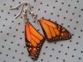 Motýlí křídla - monarcha I.