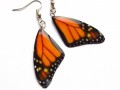 Motýlí křídla - monarcha I.