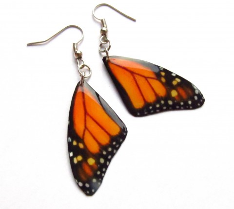 Motýlí křídla - monarcha III. hmyz motýl letní motýlek butterfly zajímavé neobyčejné motílí monarcha 