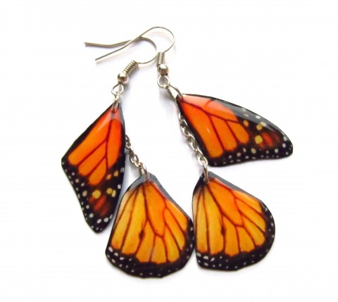 Motýlí křídla - monarcha IV. hmyz motýl letní motýlek lesní butterfly zajímavé motýlí tropický neobyčejné monarcha pralesní 