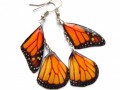 Motýlí křídla - monarcha IV.