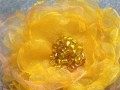 Zlatá chryzantéma