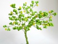 Stromeček štěstí- Citronovník