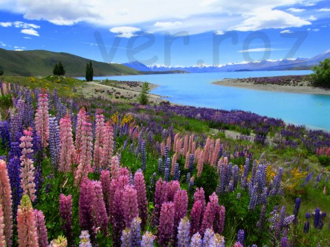 Jezero Tekapo voda fotografie modrá letní květiny krajina hory krásný barevný obloha jezero země cizina pixel cestovat zahraničí nový zéland 