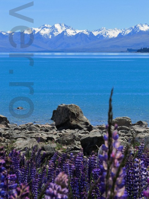 Jezero Tekapo 3 voda fotografie modrá letní květiny krajina hory krásný barevný obloha jezero země cizina pixel cestovat zahraničí nový zéland 