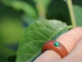 Dřevěný prsten ze švestky, malachit
