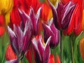 Obraz název: Tulipány