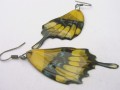 žlutavá křídla motýlí