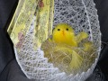 MAXI vajíčkové hnízdečko 23 cm
