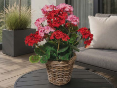 Velkokvěté pelargonie v proutěném