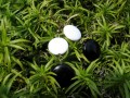 Bílo-černé lentilky